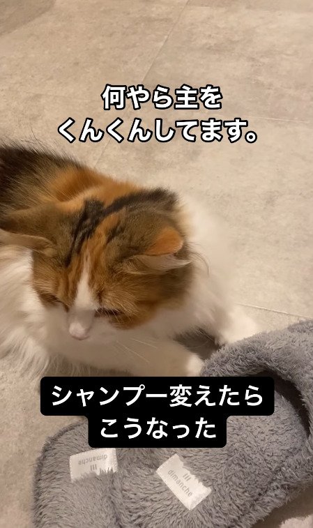 飼い主の臭いを嗅ぐ猫