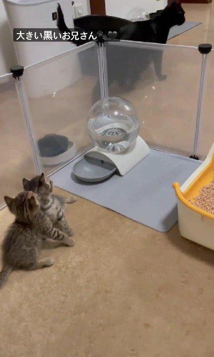 フェンスの外の黒猫を見る2匹の子猫