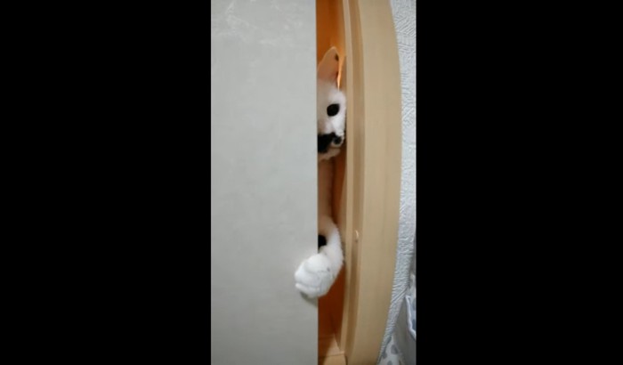 ふすまのすき間から部屋に入ろうとする猫