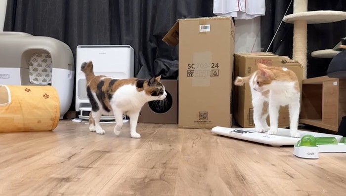 ベルちゃんとチップくん