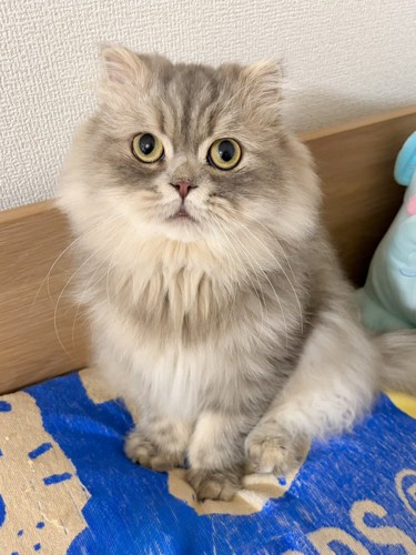 スコティッシュフォールドのロッシュくん