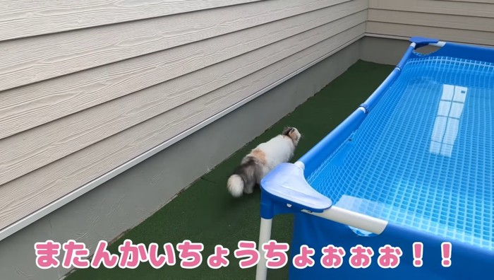 ちょうちょぉぉぉ!!