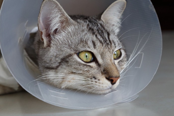 カラーを巻く猫