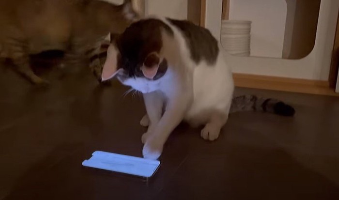 スマホに手を出す猫