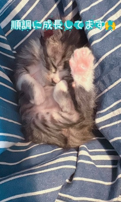 仰向けで寝ている子猫