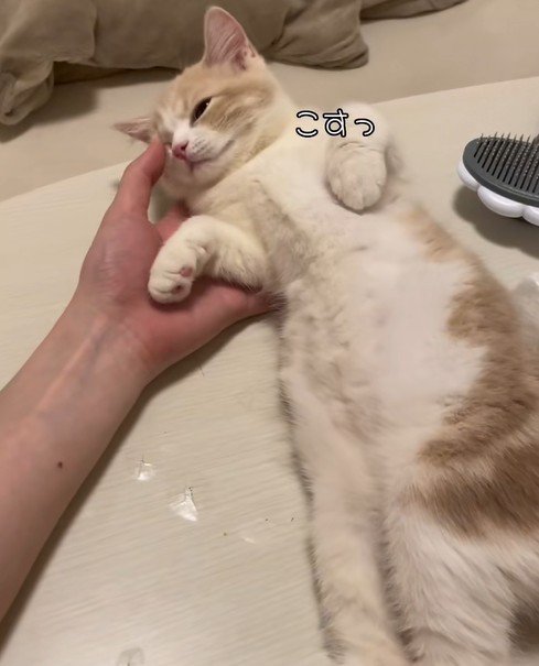顔をこすりつける猫
