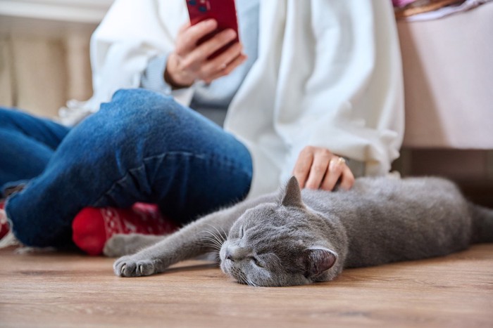 飼い主の隣で横たわる猫