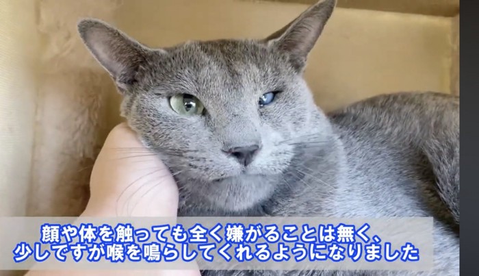 少しずつ慣れ始めた猫