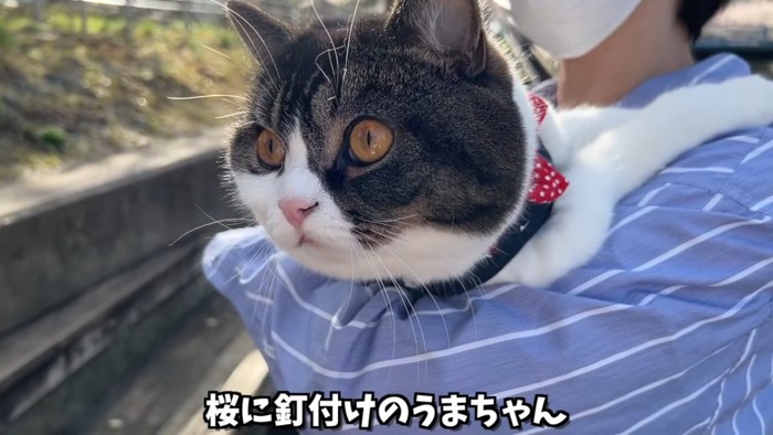 抱っこされる猫の顔