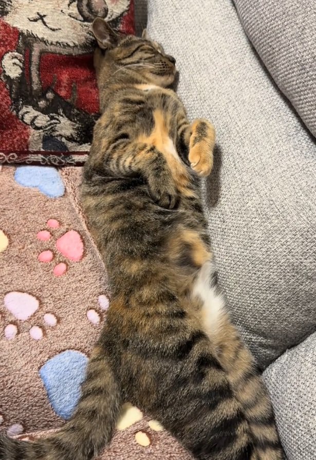 寝る猫