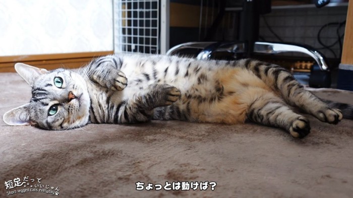 目だけ上を見る猫