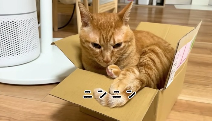 再び段ボール箱に入る猫