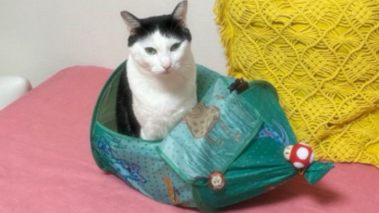 室内にいる猫