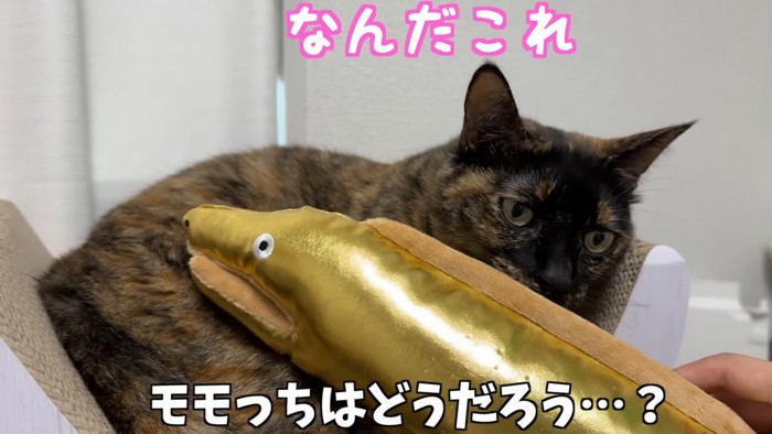 ウツボのおもちゃの匂いを嗅ぐサビ猫