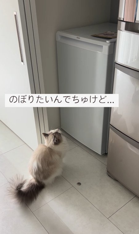 冷凍庫の上を見つめる猫