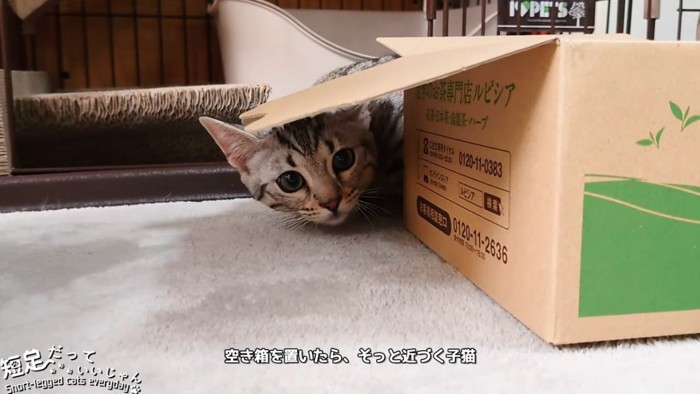 箱に隠れている子猫