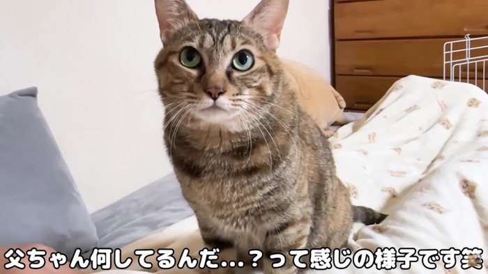 じっと見る猫