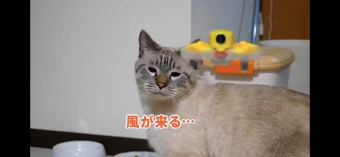 目を細める猫