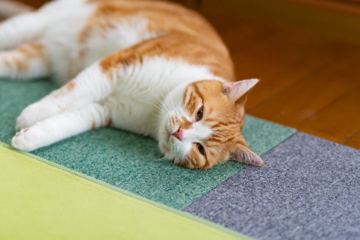 リビングでくつろぐ茶白の猫