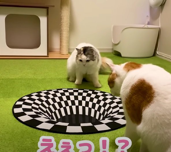 落とし穴と2匹の猫