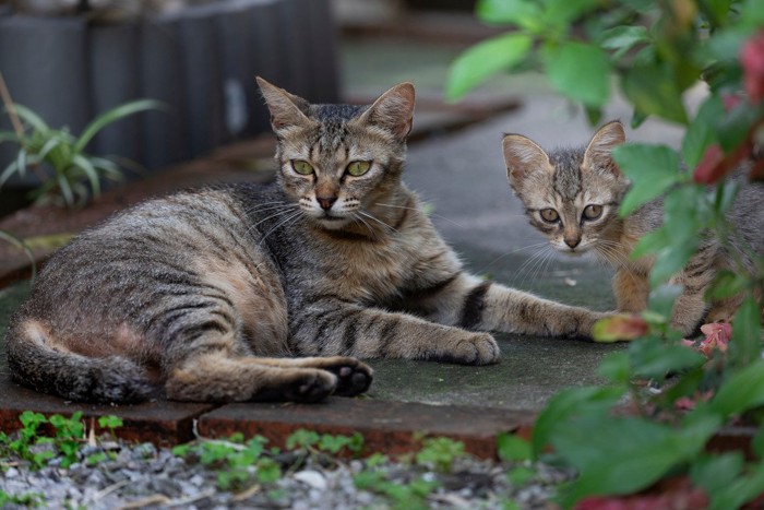 猫の親子