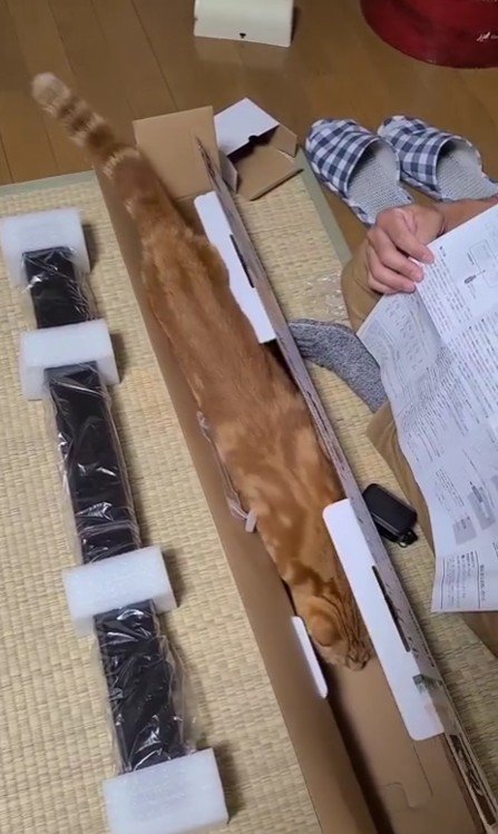 空き箱に入る猫