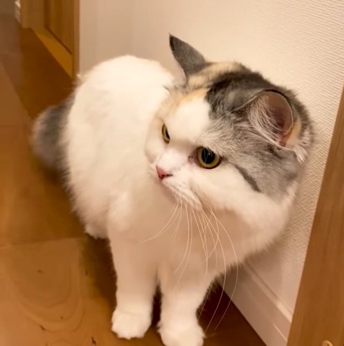 壁のそばで身を縮める猫