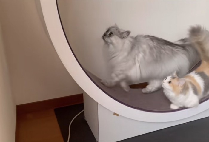 2匹の猫がキャットホイールで遊ぶ写真1