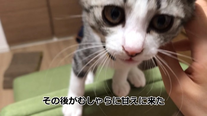 甘える子猫