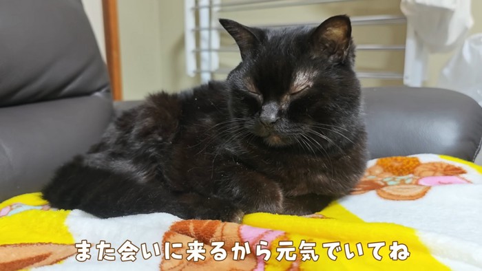 目を閉じる猫