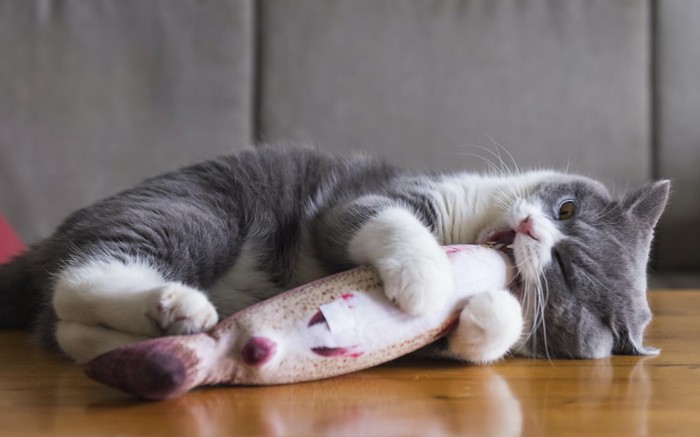 寝転んで蹴りぐるみで遊ぶ猫