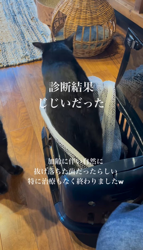 キャリーから顔を出して横を向く猫