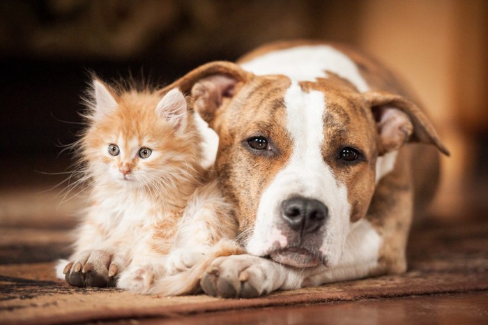 眠そうな犬と子猫