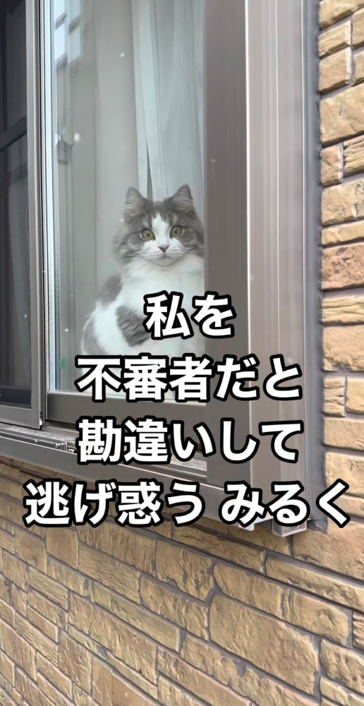 窓辺の猫