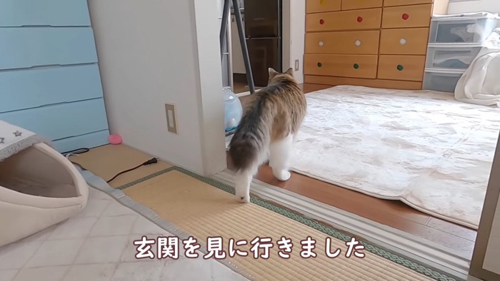 猫の後ろ姿