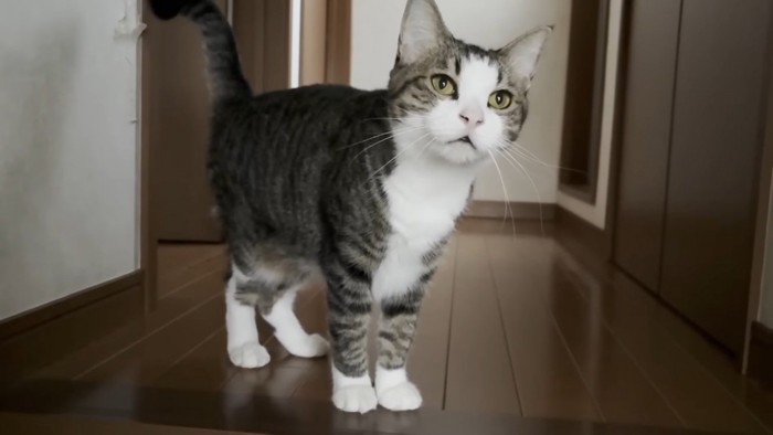 フローリングの上に立つキジ白猫