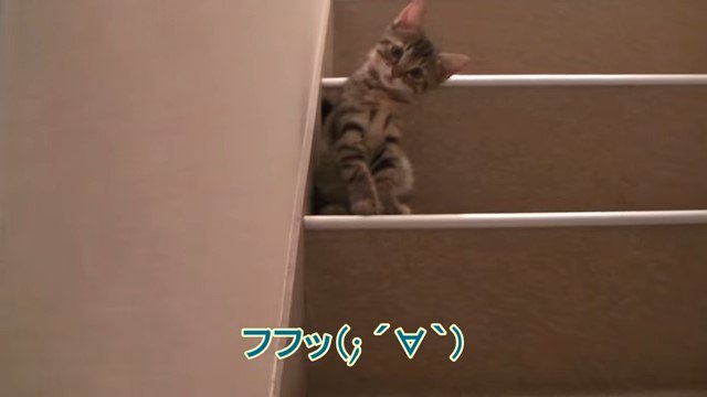 首をかしげる子猫と「フフッ」の文字