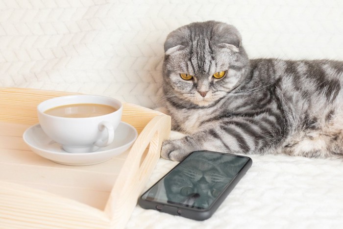 スマートフォンを見つめる猫