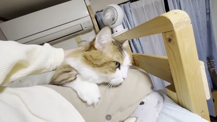 茶色猫ちゃんの横顔