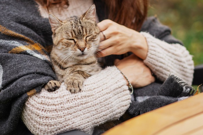 撫でられて幸せそうな猫