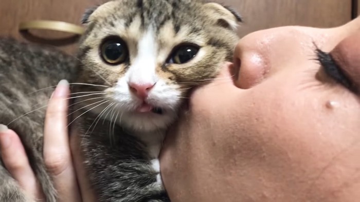 キスされて目を丸くする猫