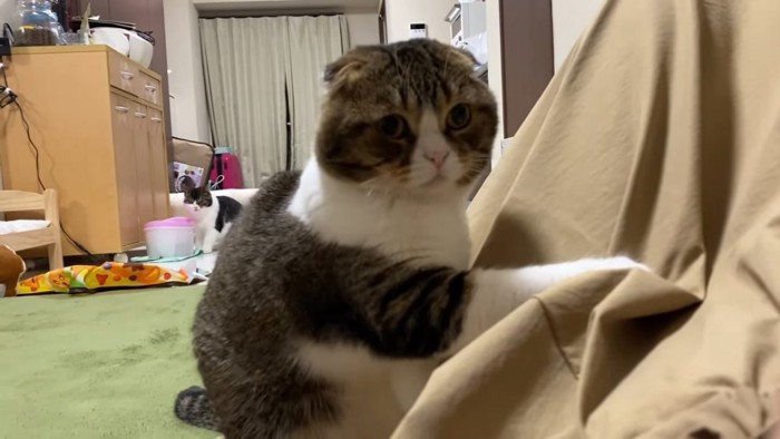 片方の前足を上げる猫