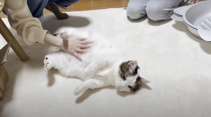 おなかを撫でられる猫