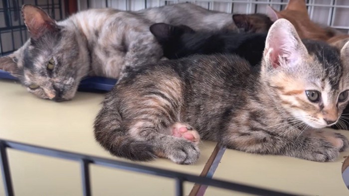 母猫と子猫たち