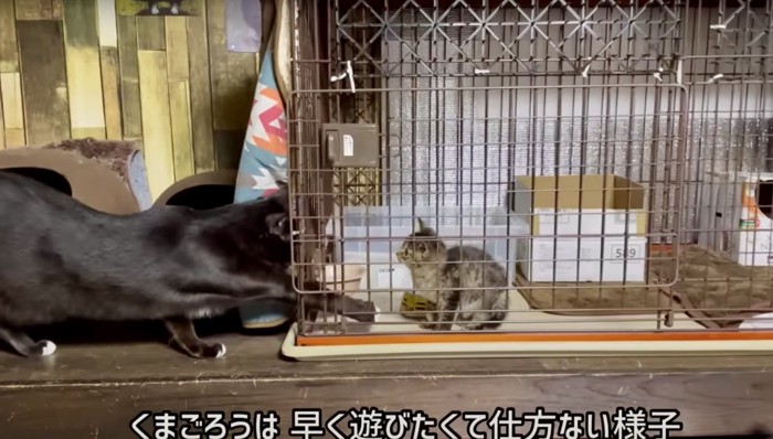 ケージの中の子猫と手を入れる猫