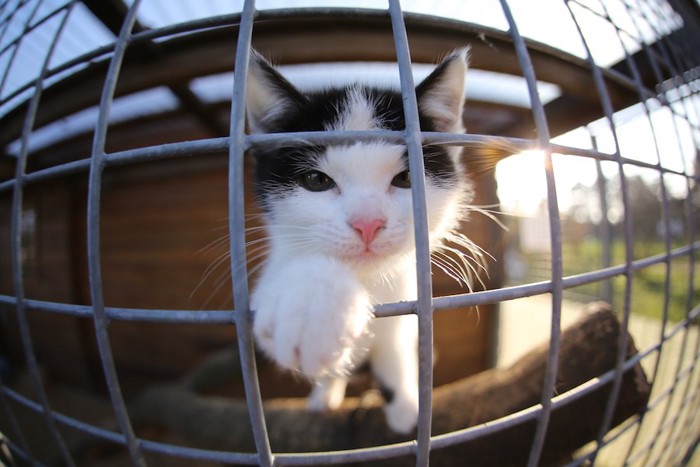 ケージの隙間から手を出す子猫