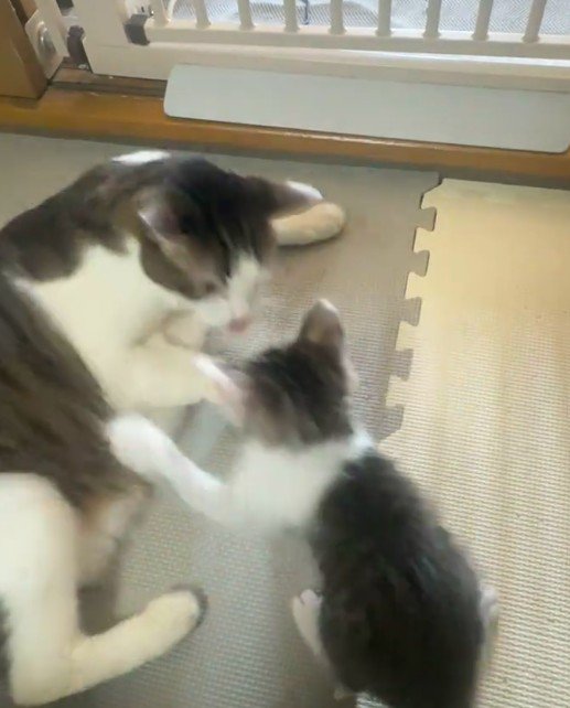 先住猫に飛び掛かる子猫