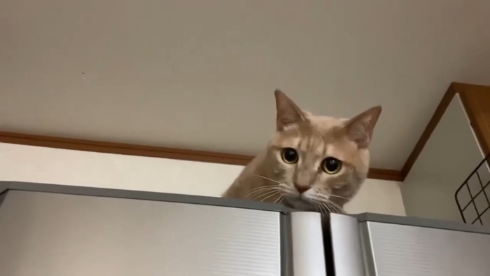 黒目まんまる
