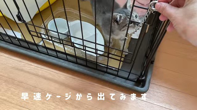 ケージの中の子猫