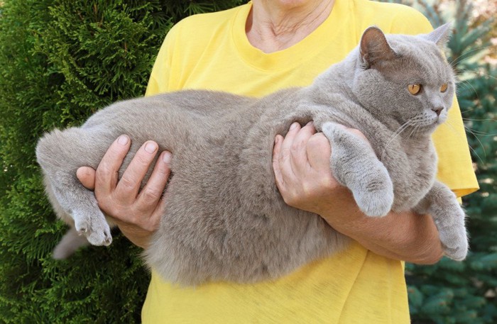 肥満の猫を抱く人